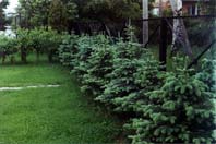 Ландшафтный дизайн, озеленение и благоустройство в Ярославле